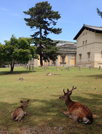 奈良県北部イメージ・奈良の鹿